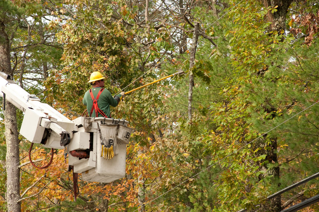 Tree Trimming Safety OSHA Safety Manuals
